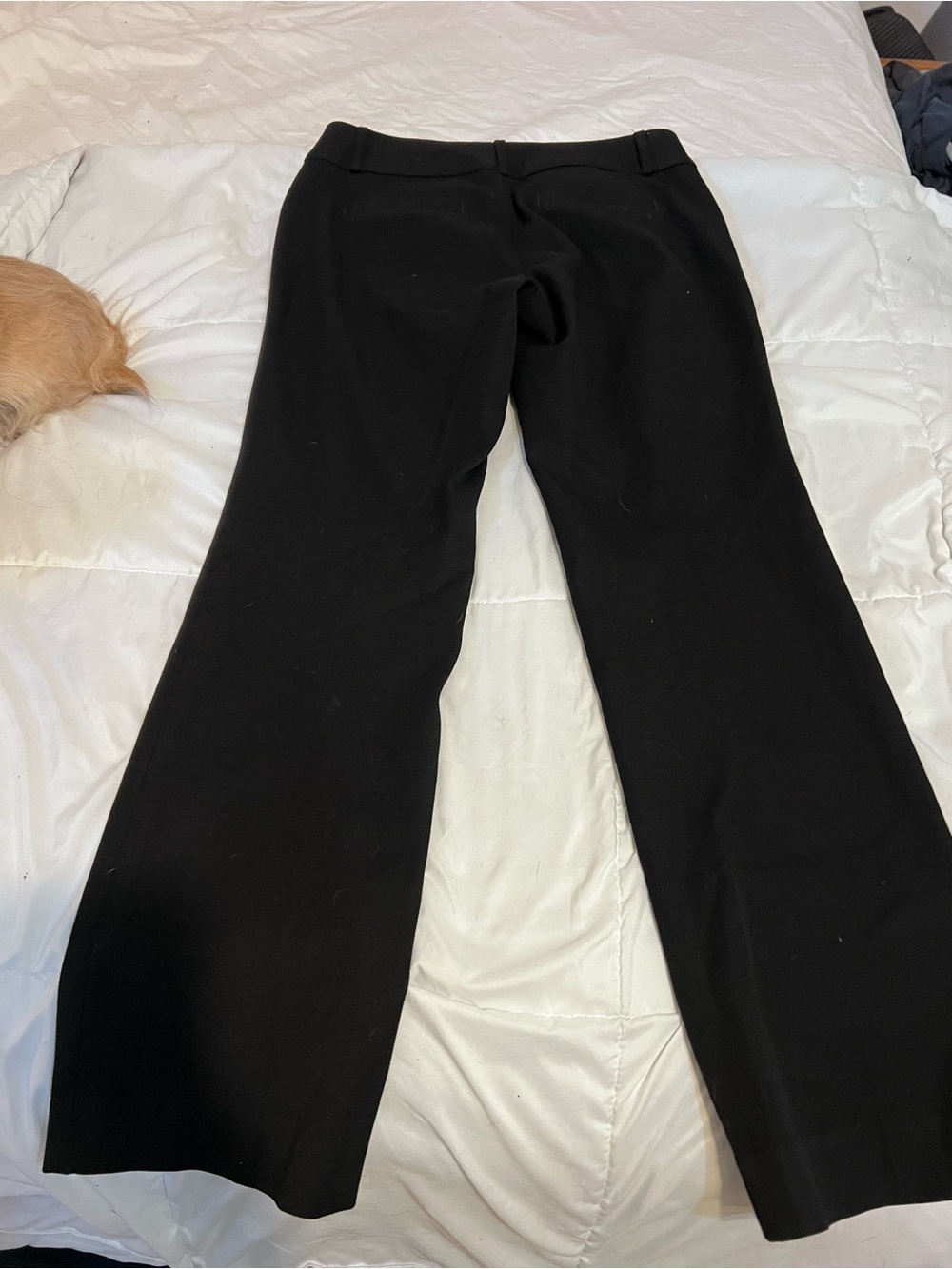 Banana Republic Black Women's Dress Trousers - Petite size 4 Jackson Fit Bootcu